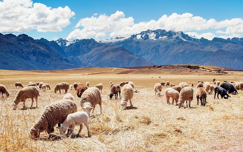 mountains, flock of sheep, pasture, peru, HD wallpaper