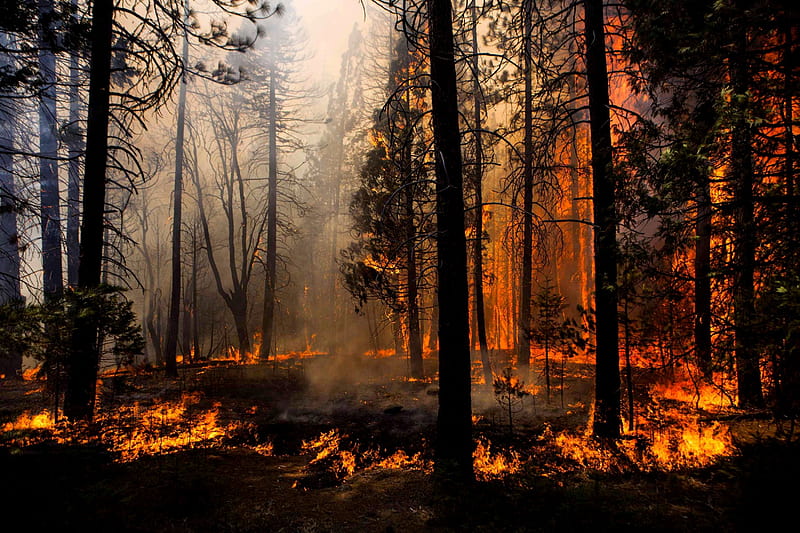 FOREST FIRE, fire, forest, nature, rim, HD wallpaper