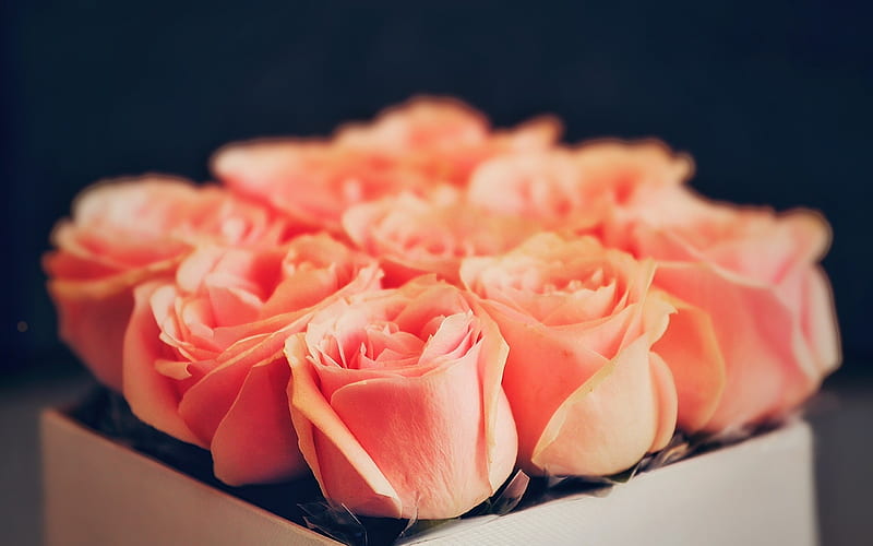 orange roses, roses, rose, a bouquet of roses, beautiful bouquet, bouquet, HD wallpaper