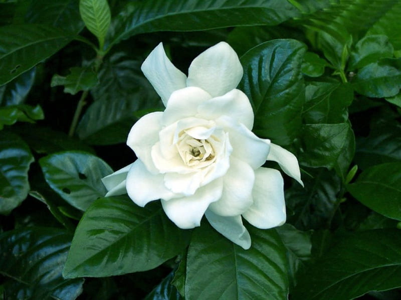 Little White Rose, little, rose, soft, small, leaves, green, flower, nature, petals, white, gorgeous, HD wallpaper