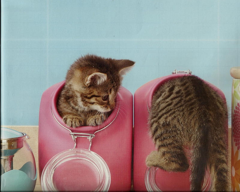 Kittens, cute, paws, feline, cookie jar, kitten, HD wallpaper