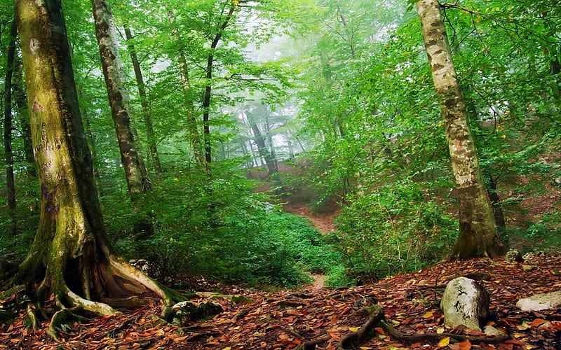 Forest Undergrowth, leaves, woods, forests, trees, undergrowth, HD wallpaper