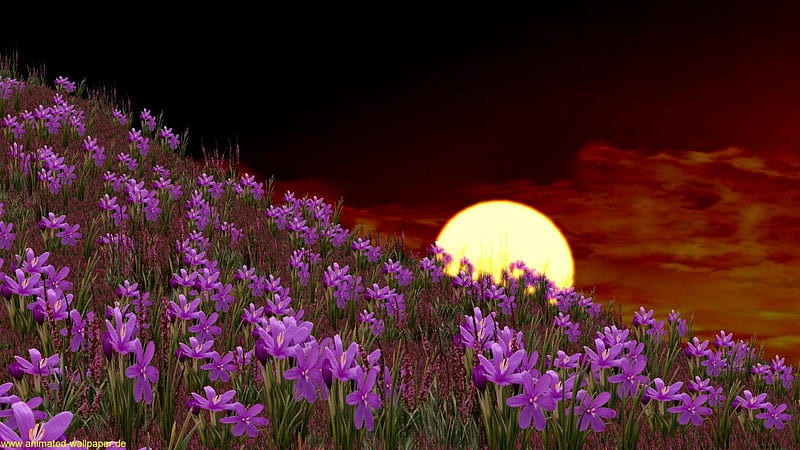 Mountain Meadows at Sunset, mountain, flowers, nature, sunset, meadows, HD wallpaper