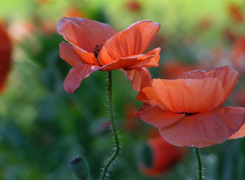 Red Poppies, red, garden, flowers, poppt, HD wallpaper