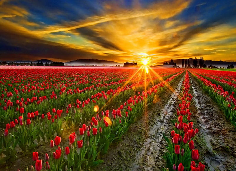 Sun rays over the field, red, pretty, glow, cottages, dazzling, cabin, bonito, sunset, sundown, nice, flowers, sunrise, tulips, rows, amazing, lovely, houses, sky, summer, nature, meadow, field, HD wallpaper