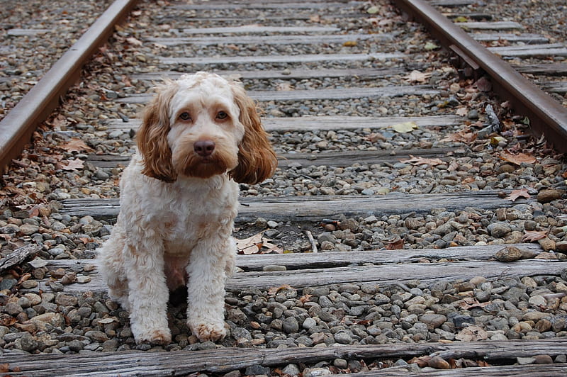 Dog on the train track, cute, train track, pet, lonely, dog, HD wallpaper