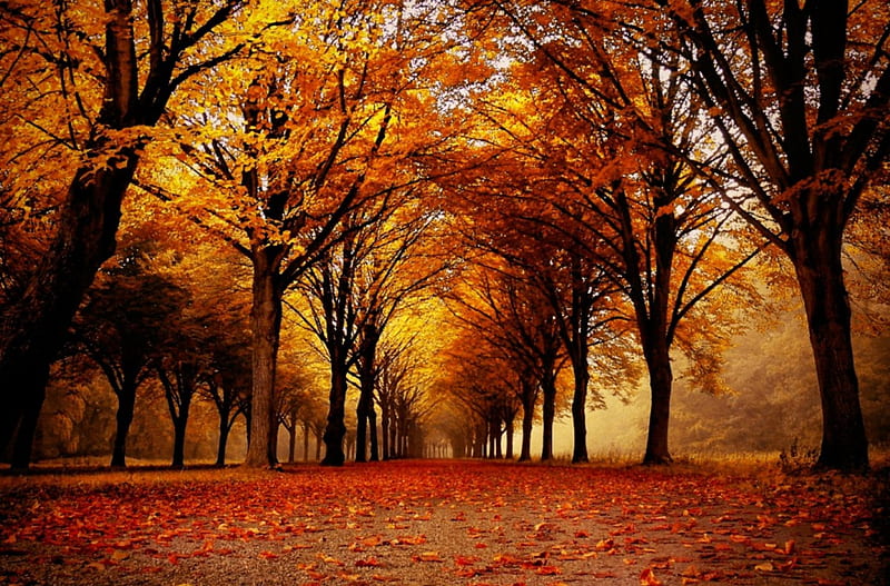 Golden Fall, fall, autumn, perspective, orange, bonito, park, trees, mist, leaves, path, HD wallpaper