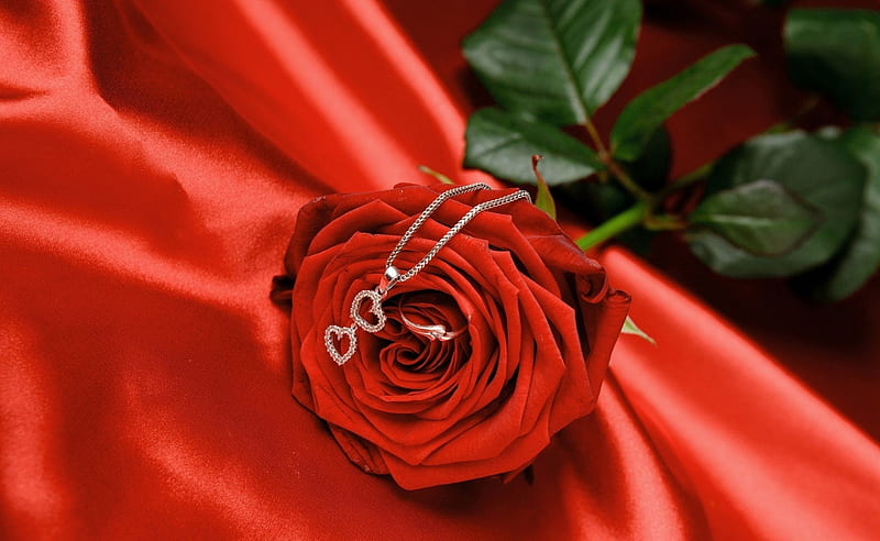❤️, Rose, Heart, Silk, Valentine day, Love, HD wallpaper