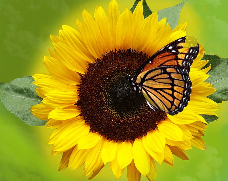 sunflower, beautiful flower, butterfly, yellow flower, HD wallpaper