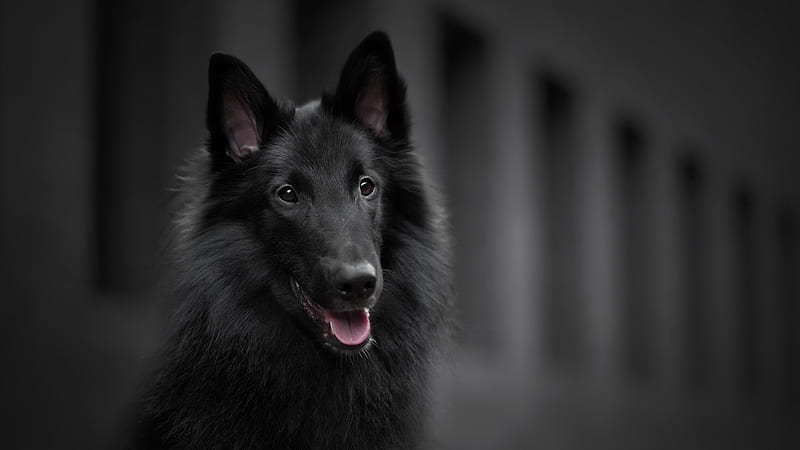 Black Belgian Shepherd Dog Animals, HD wallpaper