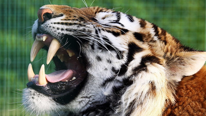 Roaring Tiger, siberian tiger, tiger teeth, bengal tiger, tiger roar, HD wallpaper