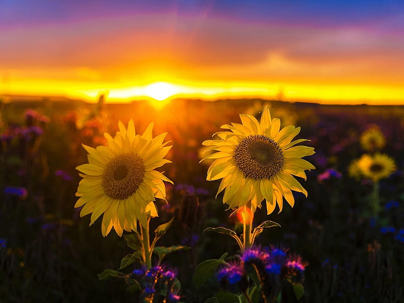 Sunflowers Field at Sunset, sunflowers, yellow, nature, sunset, sky ...