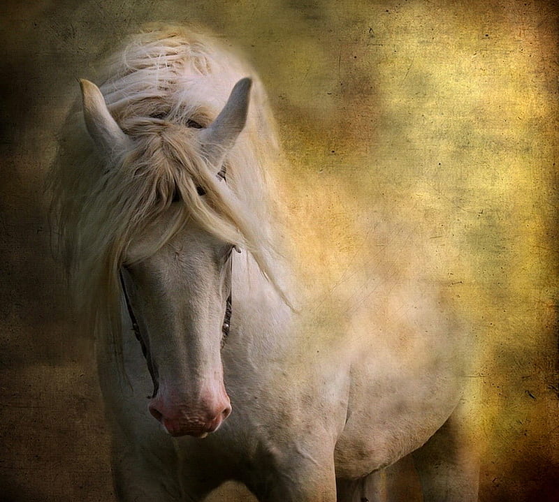 The white, stallion, painting, colors, beauty, white, horse, HD wallpaper