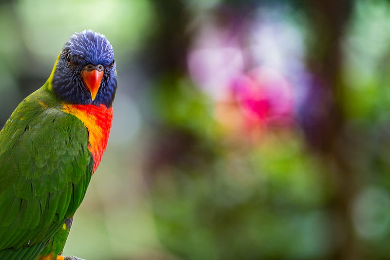 lorikeet, parrot, bird, colorful, bright, HD wallpaper