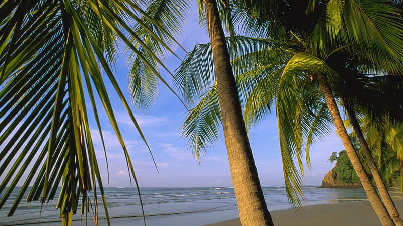 Samara Beach, Costa Rica, beach, nature, palm, trees, sea, blue, HD