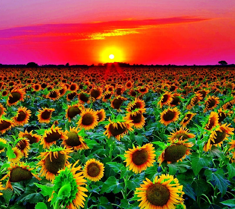 Sunflowers, field, flowers, landscape, nature, sun, sunset, HD wallpaper