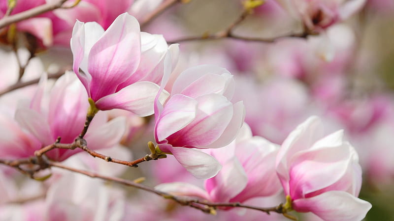 White Pink Magnolia Blossom Flowers In Blur Background Magnolia, HD wallpaper