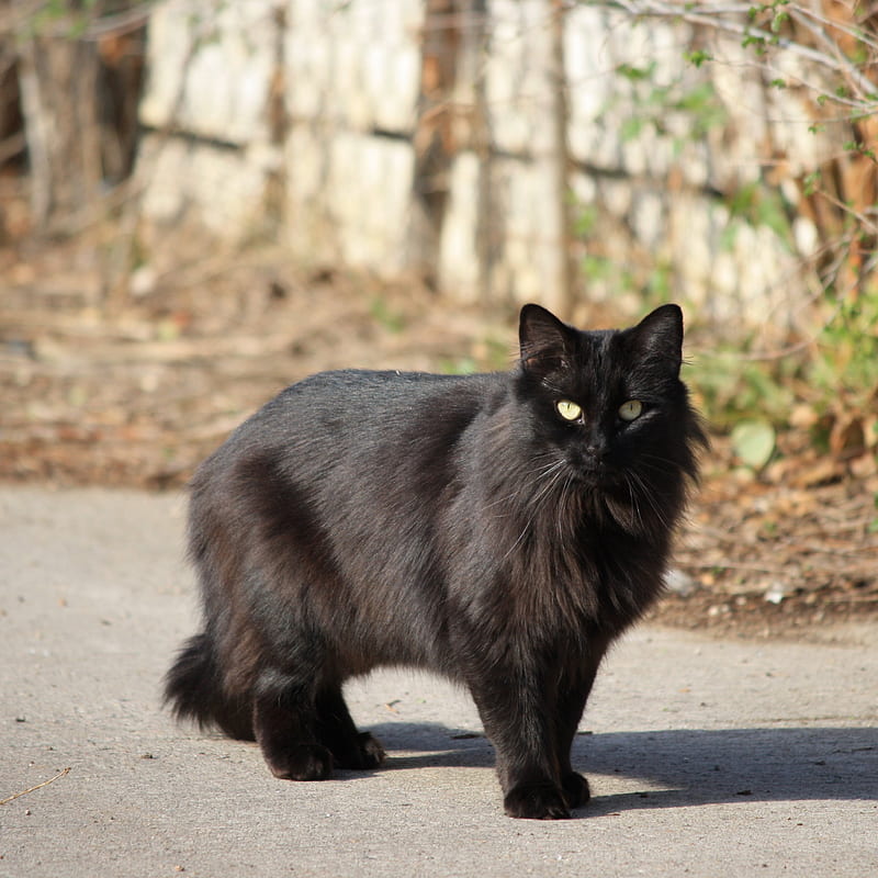 Black Longhaired Cat . graph. Public Domain, Black Persian Cat, HD phone wallpaper