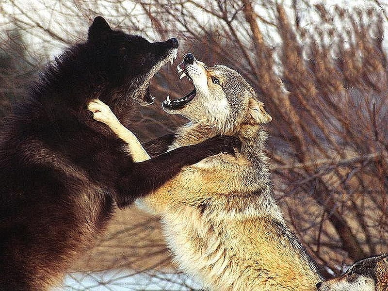 Wolves Fighting, black, fighting, wolf, gray, HD wallpaper