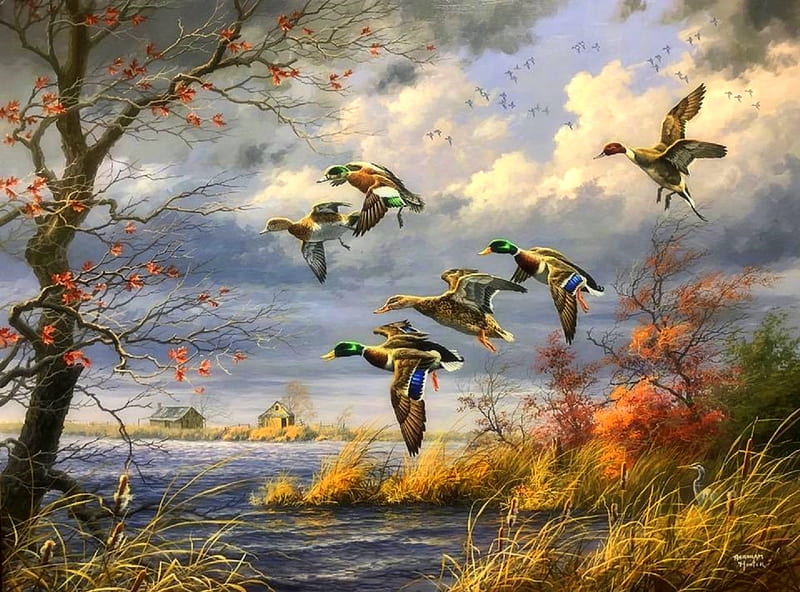 Wetland Wings, lakes, wings, ducks, love four seasons, spring, attractions in dreams, sky, clouds, flyings, paintings, nature, HD wallpaper