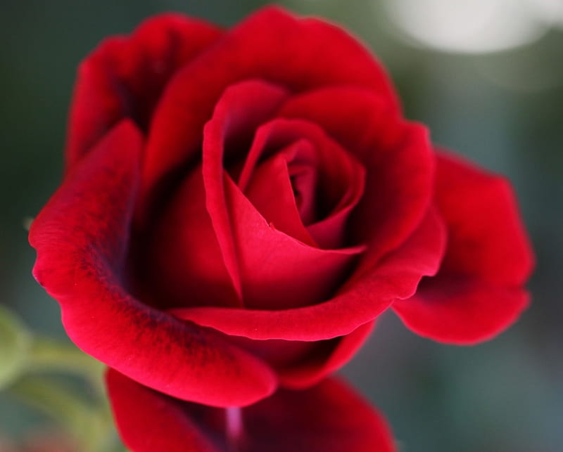 One red rose, red, still life, rose, flowers, one, HD wallpaper | Peakpx