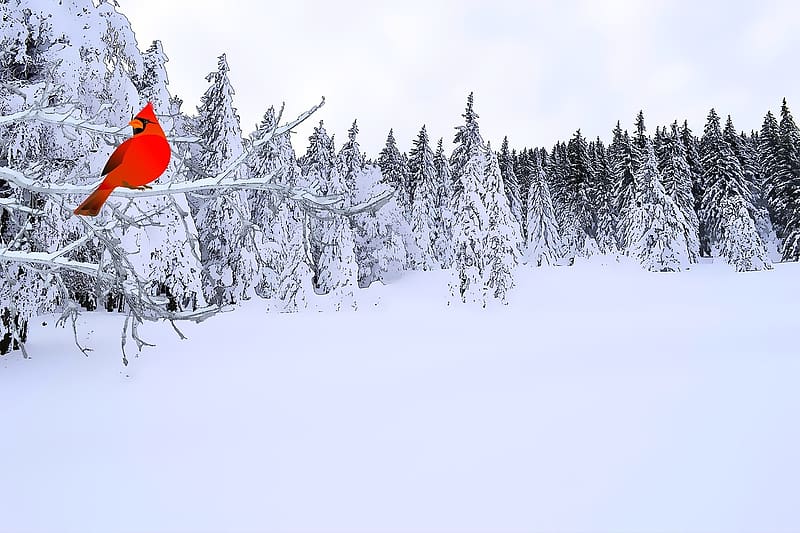 Cardinal bird in winter forest, piros, biboros, teli, agon ulo, termeszet, erdo, havas, fenyok, HD wallpaper