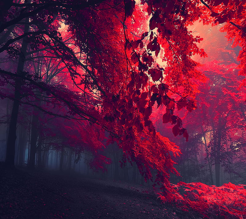 Red, environment, HD wallpaper