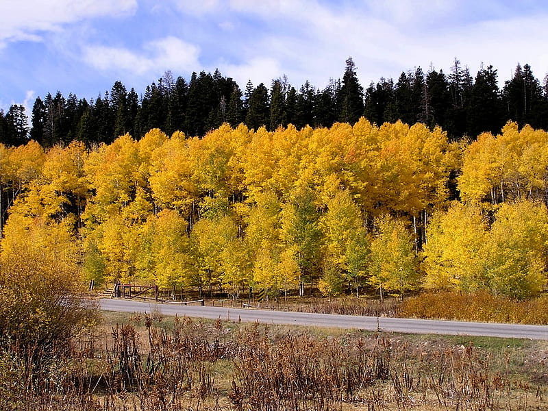 Mt Nebo Loop, fall, utah, autumn, foliage, HD wallpaper