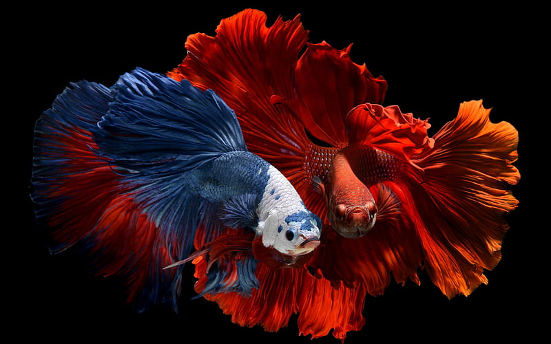 Fish, vara, pesti, beta, black, blue, red, colorful, summer, couple, HD wallpaper