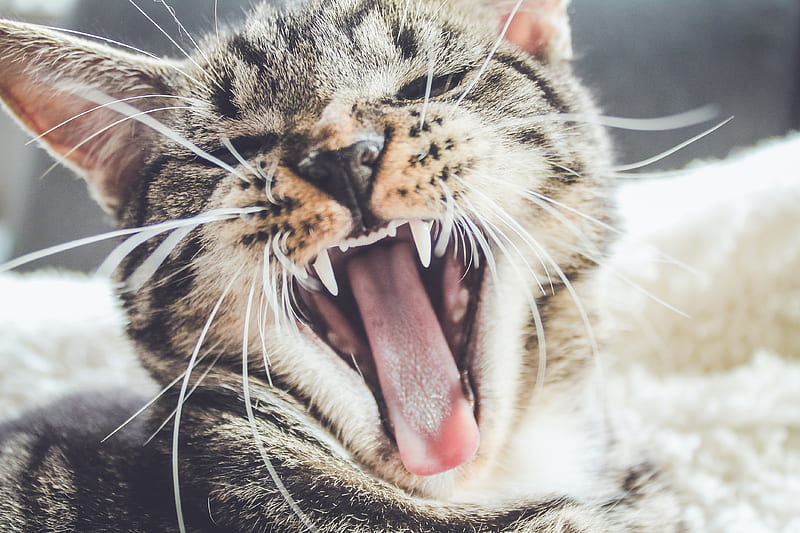 yawning brown tabby kitten, HD wallpaper