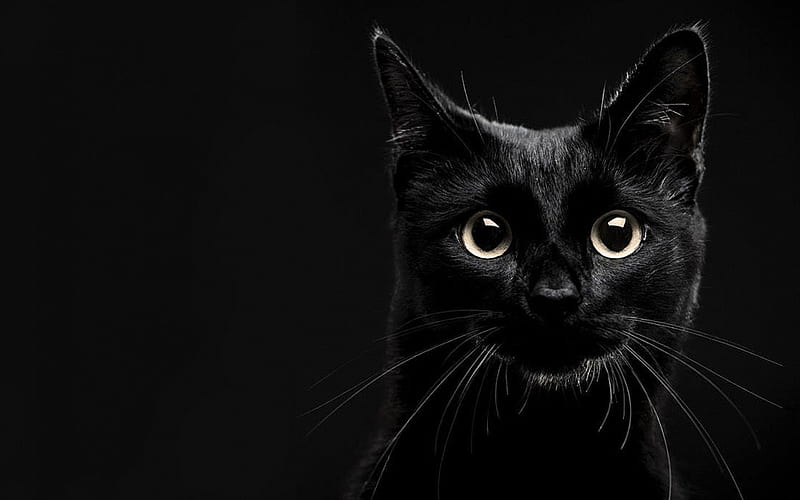Lucky Black Cat, black, whiskers, cat, eyes, HD wallpaper