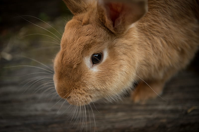 brown rabbit in shallow focus, HD wallpaper