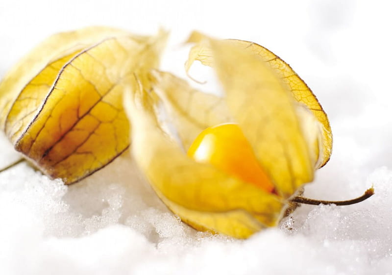 Physalis, fruit, snow, flower, yellow, nature, white, winter, HD wallpaper