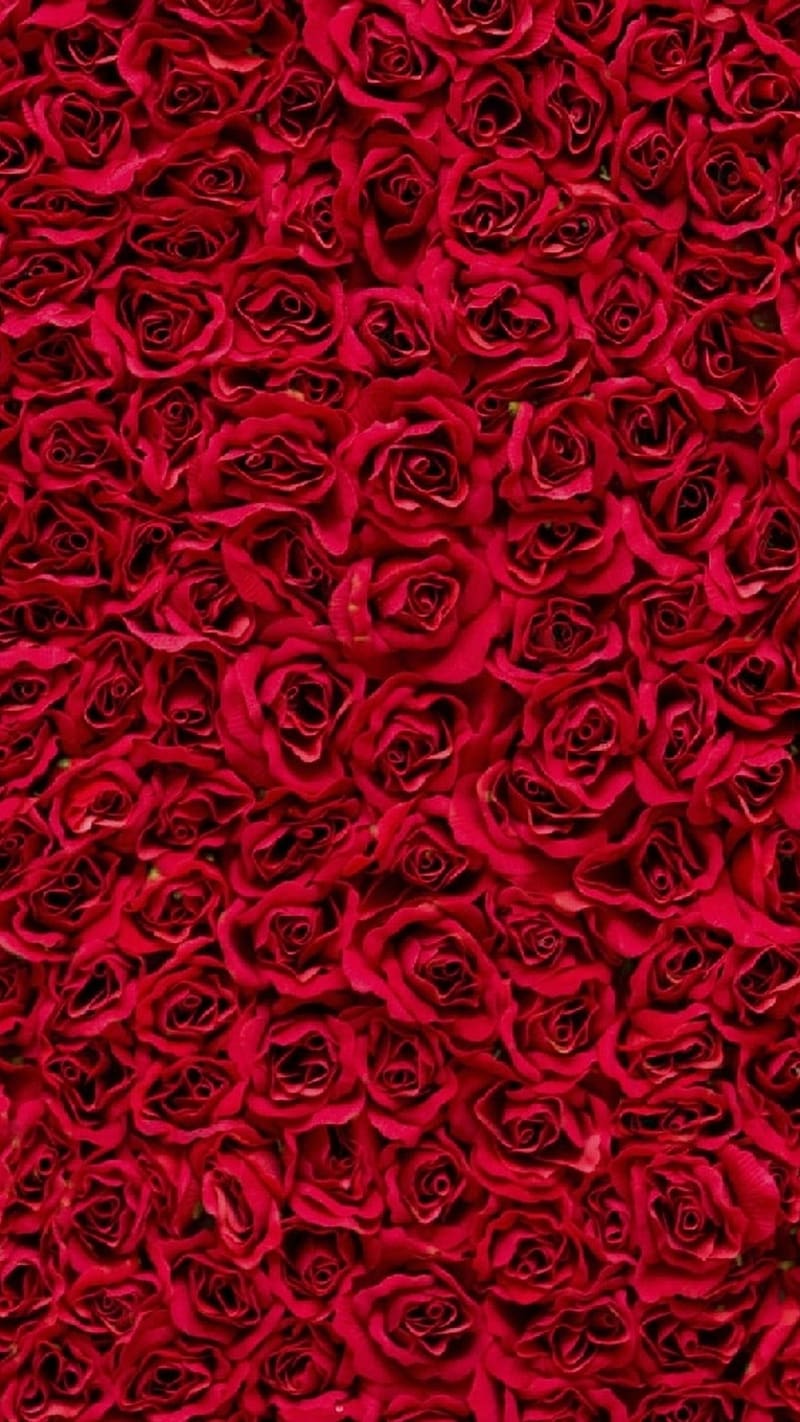 Red Rose , rose bg, red, HD phone wallpaper