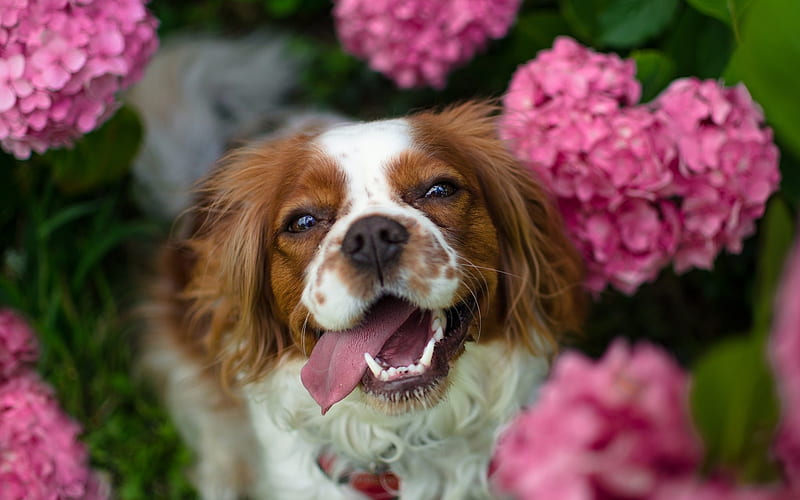 Cavalier King Charles Spaniel, muzzle, pets, dogs, cute animals, Cavalier King Charles Spaniel Dog, HD wallpaper