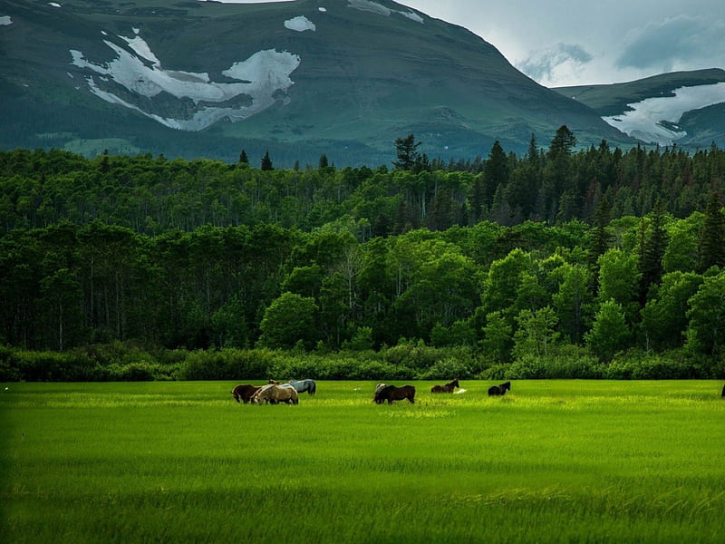 Grazing Peacefully, mountain, forest, green, grass, grazing, trees, horses, HD wallpaper