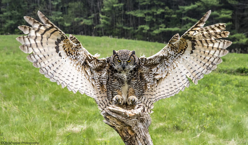 Beautiful Owl Owl Birds Wings Fly HD Wallpaper Peakpx