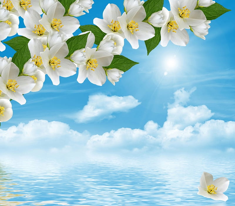 Happy spring!, cloud, luminos, spring, jasmine, water, green, flower, white, blue, HD wallpaper