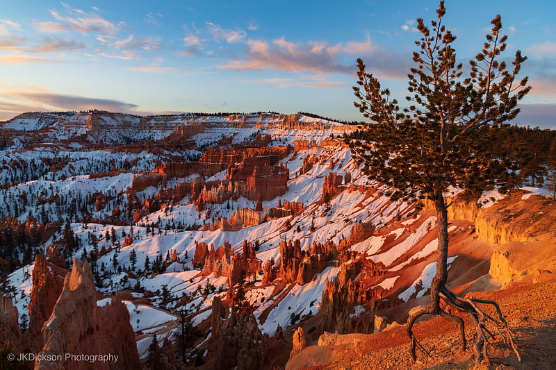 Ancient Bristlecone Pine Over Bryce Canyon , canyon, nature, HD wallpaper