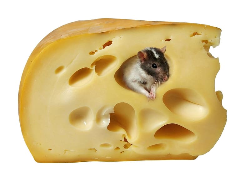 Mouse & Cheese, Animals, Mouse, Cheese, Rodents, Dairy Products, HD wallpaper