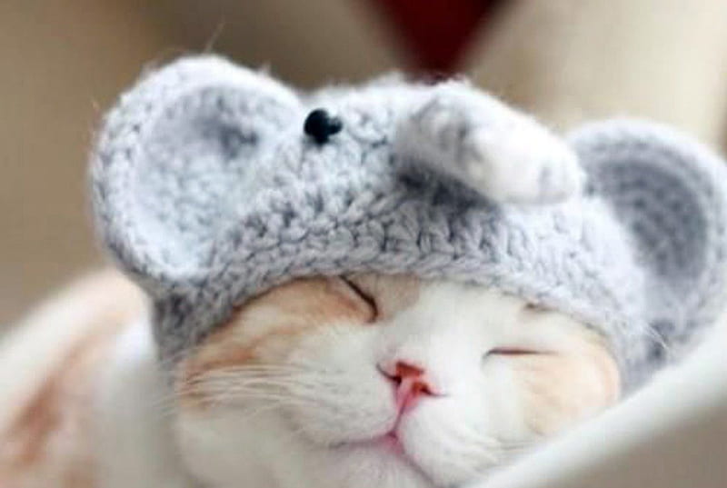 ☕☂Snuggled Kitty☂☕, cozy, sleep, cuddles, kitty, resting, adorable, pink nose, snuggles, cute, warmth, dreaming, beanie, HD wallpaper