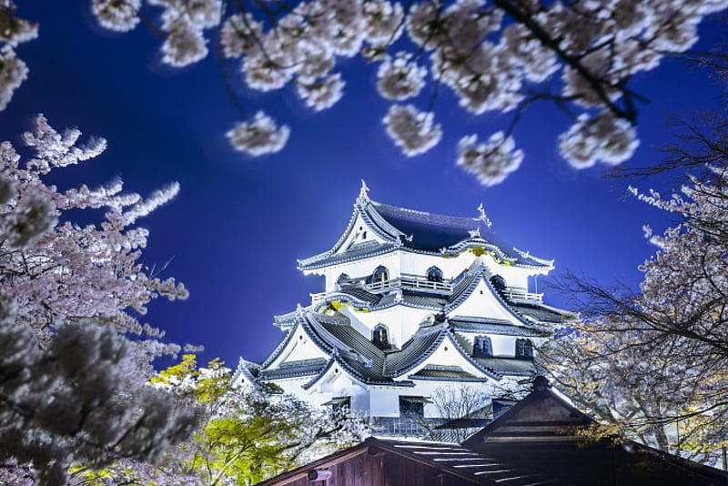 Hikone Castle, japan, architecture, japan, view, trees, lights, splendor, flowers, Hikone Castle, castle, HD wallpaper