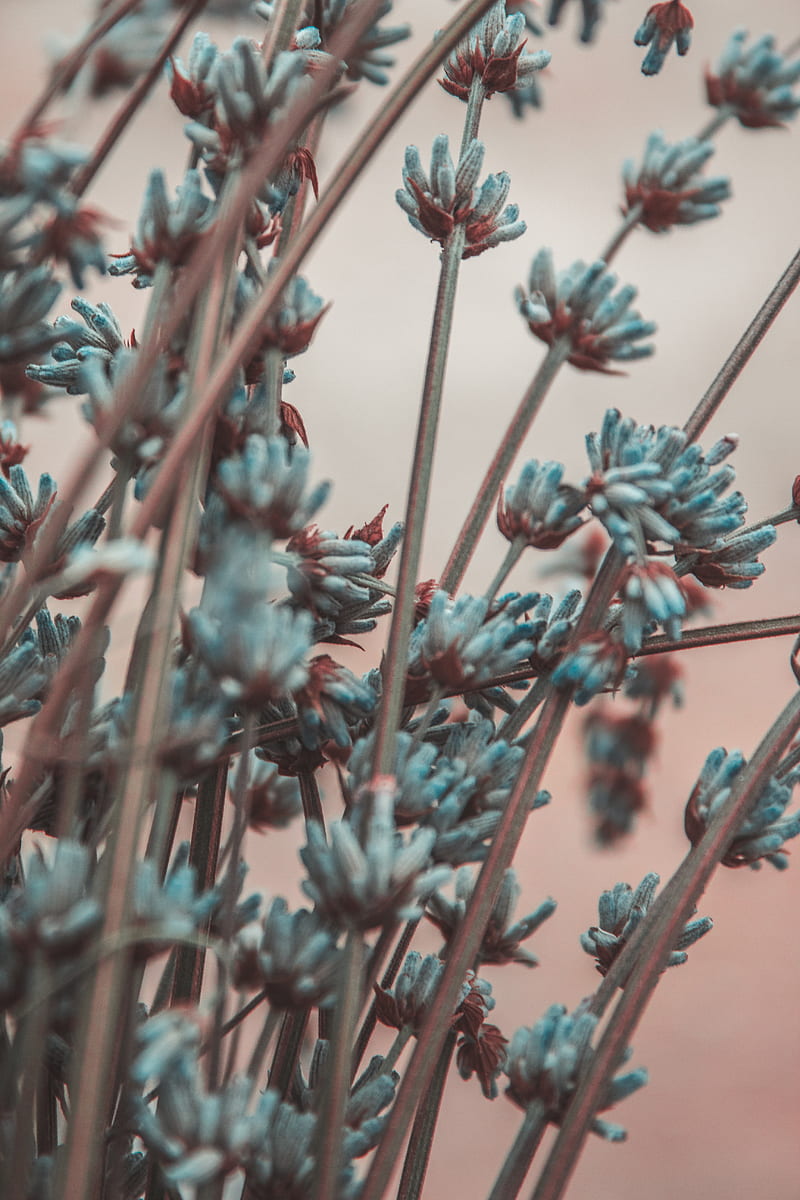 lavender, flowers, branches, blur, HD phone wallpaper