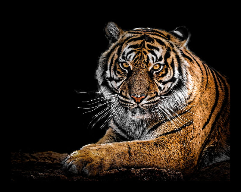 Tiger, best, big cat, black, nice, predator, tigers, wild, HD wallpaper
