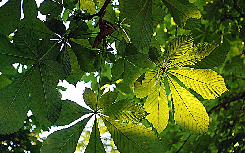 Chestnut Leaves, chestnut, tree, leaves, green, HD wallpaper
