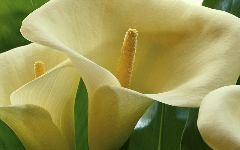 WHITE CALLA LILY, arum, creamy white, cones, flowers, gardens, lilies, blooms, HD wallpaper