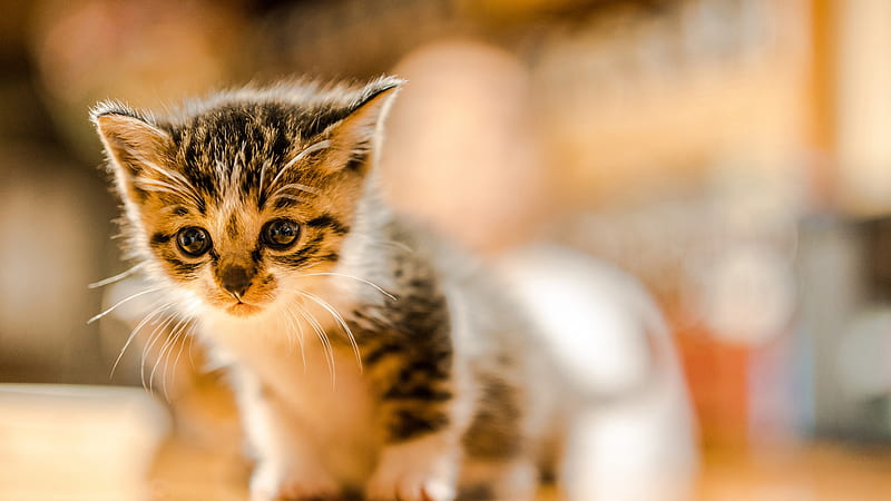 Cute White Black Cat In Blur Background Kitten, HD wallpaper