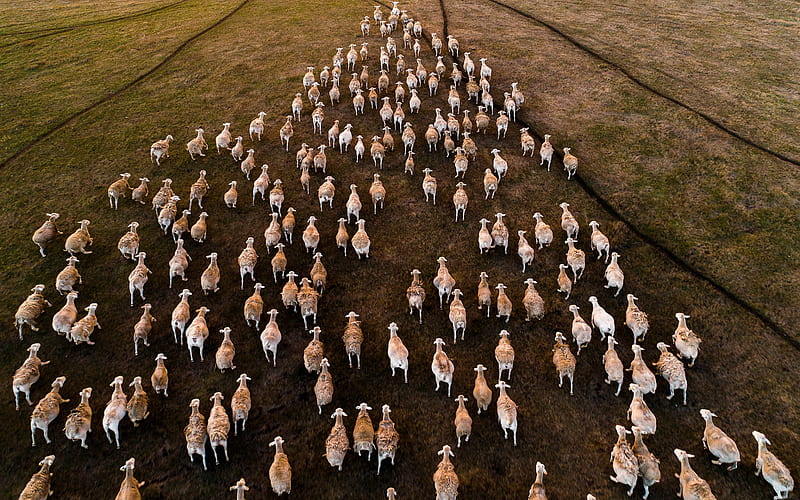 sheep, pasture, flock of sheep, evening, sunset, running sheep, HD wallpaper