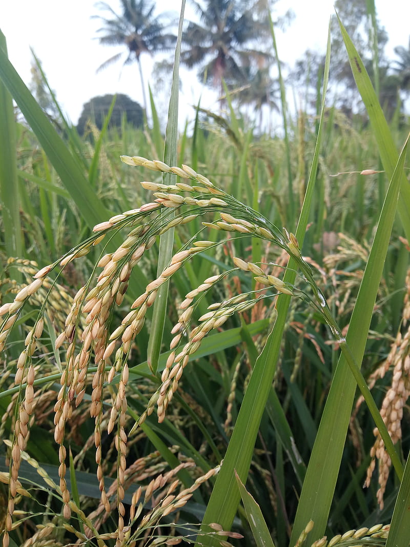 Rice plants, farm, garden, green, plant, sunshine, HD phone wallpaper