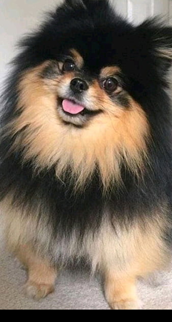 Kim Yeontan, Bts, Cute, Dog, Kim Taehyung, Kim Yeontan,, 53% OFF